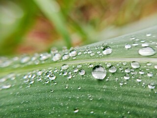 water drops on green leaf