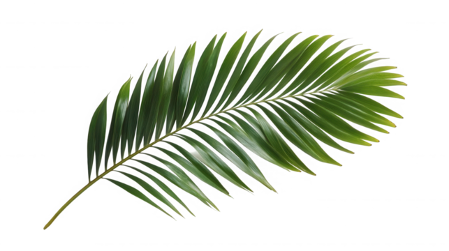 Lush green palm frond against a stark for design use on transparent background