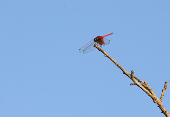 木に止まる赤とんぼ