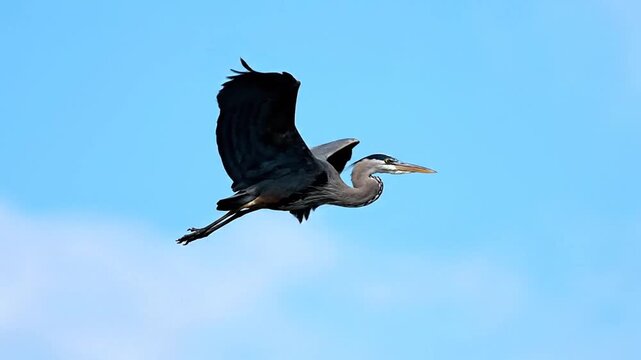Majestic Great Blue Heron Soaring in the Sky with Open Wings Over Bright Sky, Birdlife Behavior in Flight, Graceful Winged Wildlife Wonder, Natural Habitat and Outdoor Beauty
