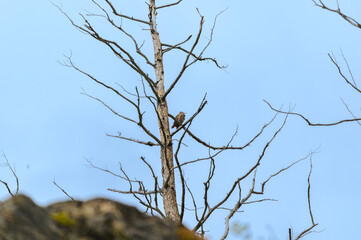 Red Shafted Northern Flicker at Myra Canyon, near Kelowna, British Columbia, Canada.