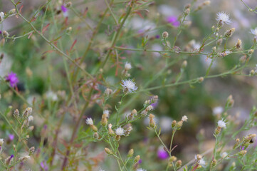 Spotted Knapweed at Myra Canyon, near Kelowna, British Columbia, Canada.