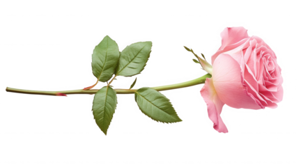 Elegant pink rose lying horizontally against a stark black studio background today on transparent background