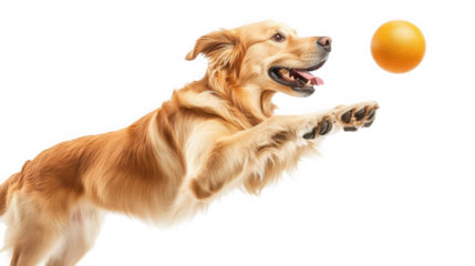 Golden retriever leaps to catch an orange ball against a on transparent background