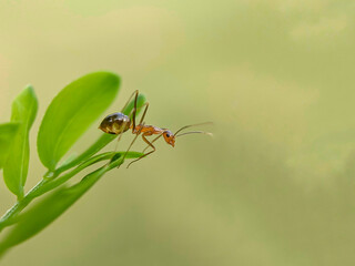 Close-up of weaver ants (Oecophylla smaragdina), rangrang ants or weaver ants, weaver ants on green leaves.