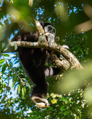 White-cheeked gibbons (Nomascus leucogenys) interacting in the tropical rainforest canopy, showing natural behavior and striking white facial markings amid lush green foliage and blue sky.