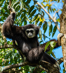 White-cheeked gibbons (Nomascus leucogenys) interacting in the tropical rainforest canopy, showing natural behavior and striking white facial markings amid lush green foliage and blue sky.