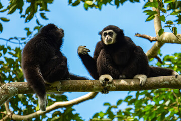 White-cheeked gibbons (Nomascus leucogenys) interacting in the tropical rainforest canopy, showing natural behavior and striking white facial markings amid lush green foliage and blue sky.