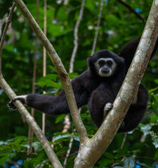 White-cheeked gibbons (Nomascus leucogenys) interacting in the tropical rainforest canopy, showing natural behavior and striking white facial markings amid lush green foliage and blue sky.