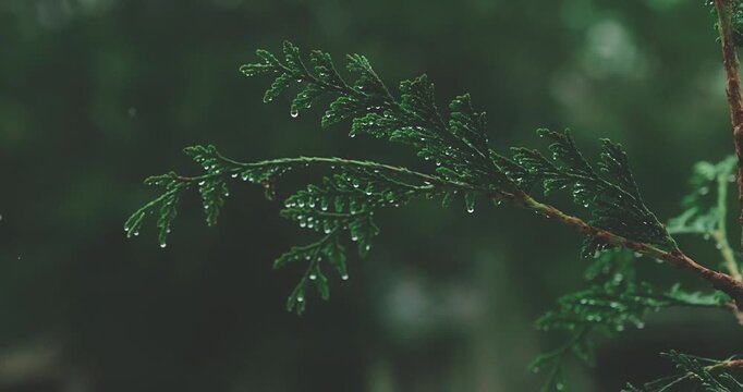 Raindrops clinging to the lush green branches of a coniferous tree, evoking a sense of freshness and natural beauty after a refreshing shower