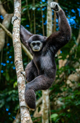 White-cheeked gibbons (Nomascus leucogenys) interacting in the tropical rainforest canopy, showing natural behavior and striking white facial markings amid lush green foliage and blue sky.