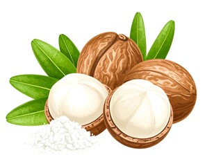 Close-up illustration of macadamia nuts with leaves and powder