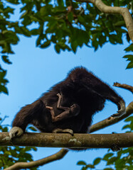 White-cheeked gibbons (Nomascus leucogenys) interacting in the tropical rainforest canopy, showing natural behavior and striking white facial markings amid lush green foliage and blue sky.