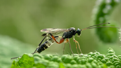 iClose-up view of an ichneumon wasp, a parasitic insect that controls insect pests. The wasp is perched on a green leaf. 