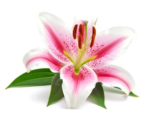 Close-up of a pink and white lily, petals open