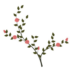 A young rose bush with blooming dusty pink roses. Vector illustration on a white background.
