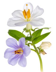 Close-up of delicate flowers with vibrant petals and green leaves