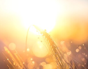 Close-up of wheat stalk with water droplets, bright sunny background