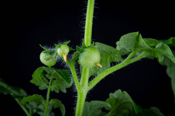 Flowering and fruiting of tomatoes. Green tomato bush on black background..
