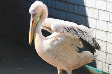 Large white pelican with pink plumage. Close-up portrait of a pink pelican.Bird in captivity. Zoo and animals.