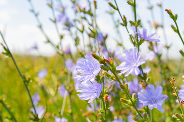 Beautiful wildflowers close-up. Bright sun illuminates flowers in grass..