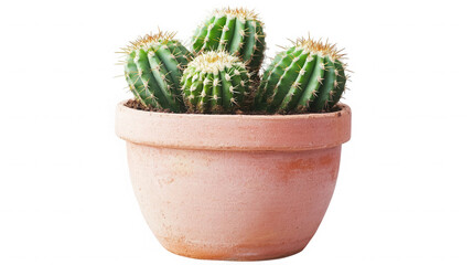 Cactus plant in a terracotta pot against a studio shot on transparent background