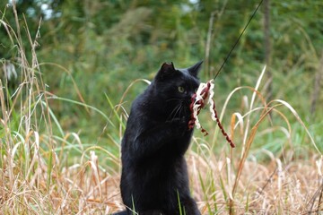 おもちゃで遊ぶ黒猫