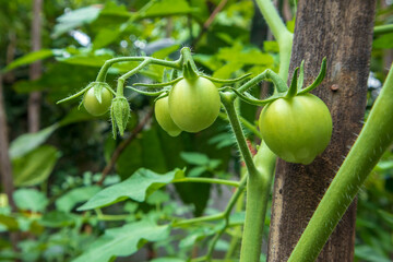Fresh green tomatoes plant with fruits