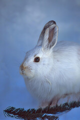 Shoeshoe Hare