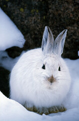 Snowshoe Hare