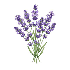Obraz premium Lavender bouquet illustration isolated on a transparent background