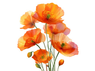 Obraz premium Vibrant orange poppies with delicate petals on black flowers, Isolated, Png Transparent Background