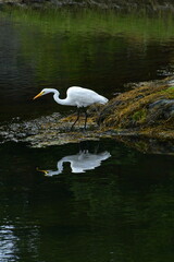 Newport Rhode Island Egret in Sale Marsh