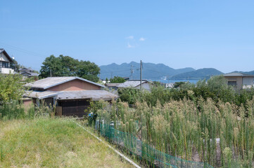 Fototapeta premium Shodoshima Olive Park in Summer on Shodoshima Island off coast of Kagawa, Shikoku, Japan