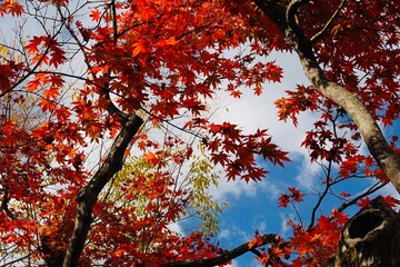 青空と色づいた紅葉