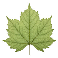 Green Leaf Vein Detail isolated on a transparent background