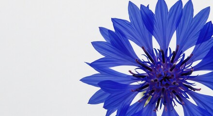Obraz premium Vibrant blue flower blooming brightly with vivid petals against a pristine white backdrop soft light creates calm beauty. AI Generated