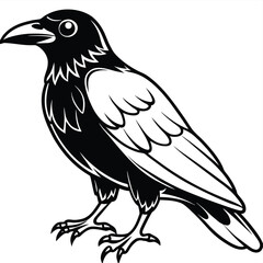 Fototapeta premium vector illustration of a crow