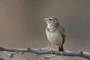 Indian Bushlark perched on thorny branch at Bhigwan, Maharashtra, India