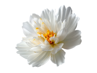 Delicate white flower with yellow center on black background petals bloom, Isolated, Png Transparent Background