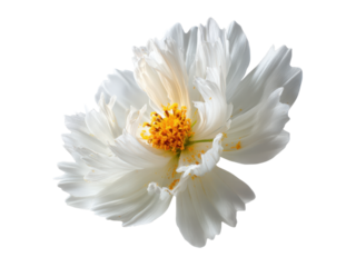 Delicate white cosmos flower with yellow center petals, Isolated, Png Transparent Background