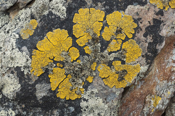 A close-up of lichen resembling ancient petroglyphs