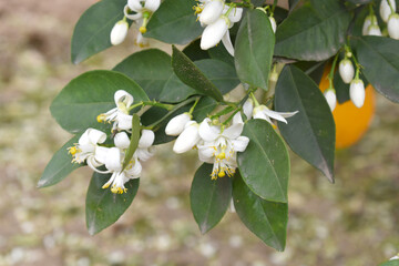 Blossoming orange tree flowers, orange blossoms, Spring harvest, closeup of Orange tree branches with flowers and leaves, buds and leaves, white little flower closeup, Chakwal, Punjab, Pakistan