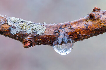 A dewdrop magnifying the intricate texture of tree bark