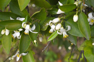 Blossoming orange tree flowers, orange blossoms, Spring harvest, closeup of Orange tree branches with flowers and leaves, buds and leaves, white little flower closeup, Chakwal, Punjab, Pakistan