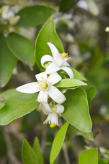 Blossoming orange tree flowers, orange blossoms, Spring harvest, closeup of Orange tree branches with flowers and leaves, buds and leaves, white little flower closeup, Chakwal, Punjab, Pakistan