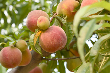 Fresh Ripe Peach fruits on a tree branch with leaves closeup, A bunch of ripe Peaches on a branch, Ripe delicious fruit peaches on the tree, Ripe sweet peach fruits grow on a peach tree branch
