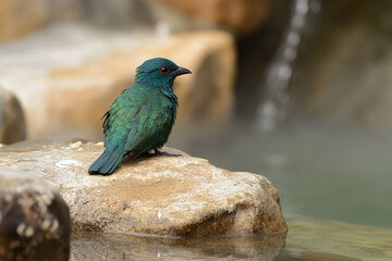 A rare exotic bird perched on a mineral-rich hot spring terrace