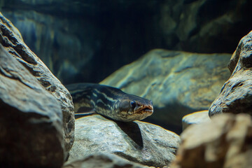 A freshwater eel slithering through the submerged rocks