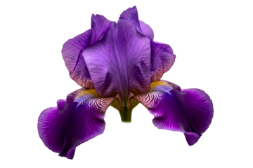 Beautiful purple bearded iris flower in full bloom on a transparent background